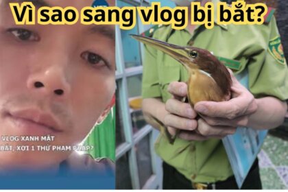 sang vlog bị bắt